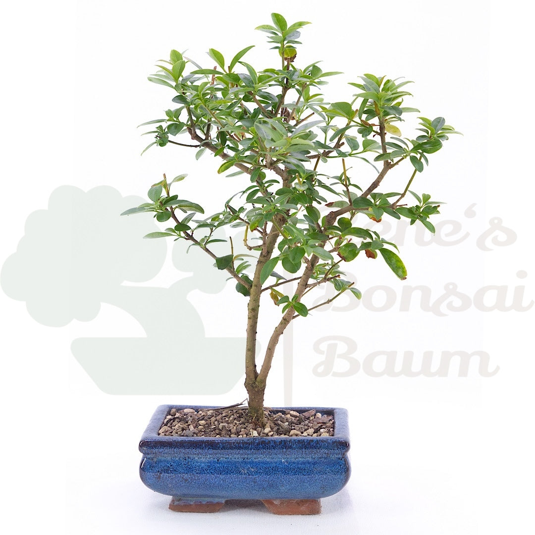 Gewöhnlichen Liguster ‚Ligustrum vulgare‘